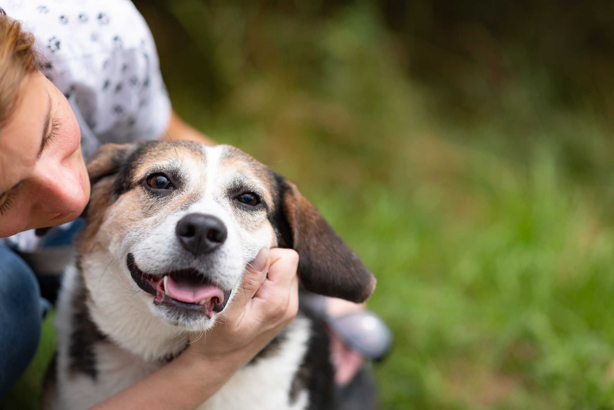 SZIGAR – pies w typie beagla poleca się do adopcji