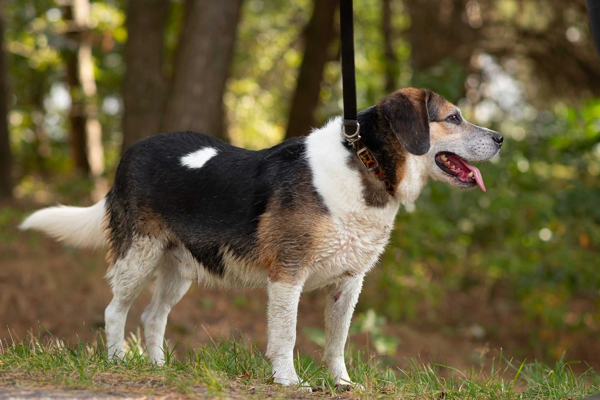 SZIGAR – pies w typie beagla poleca się do adopcji