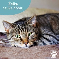 Piękna kotka do adopcji! Poznajcie Żelkę!