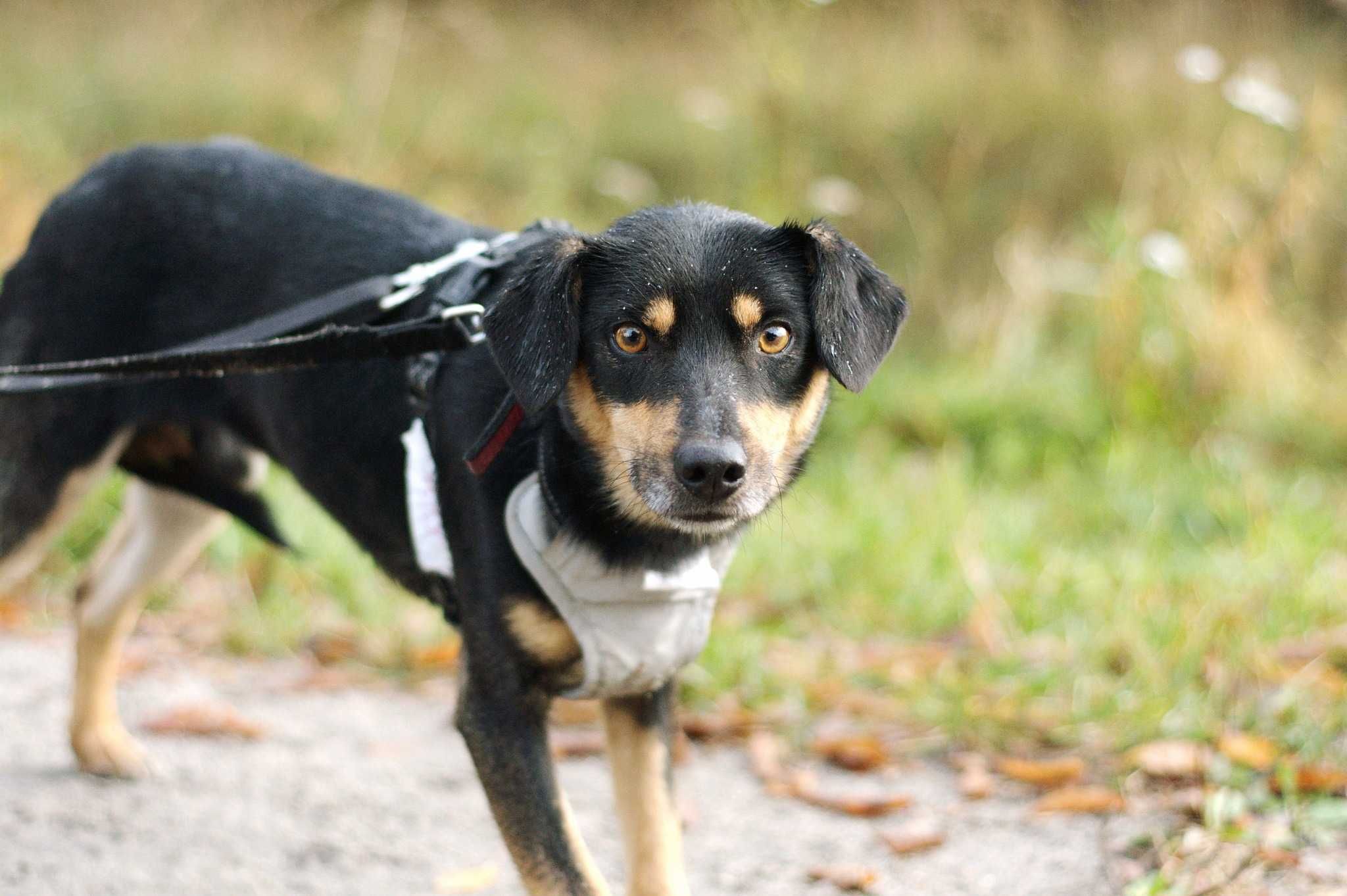 Bolko – boję się ale jestem dzielny