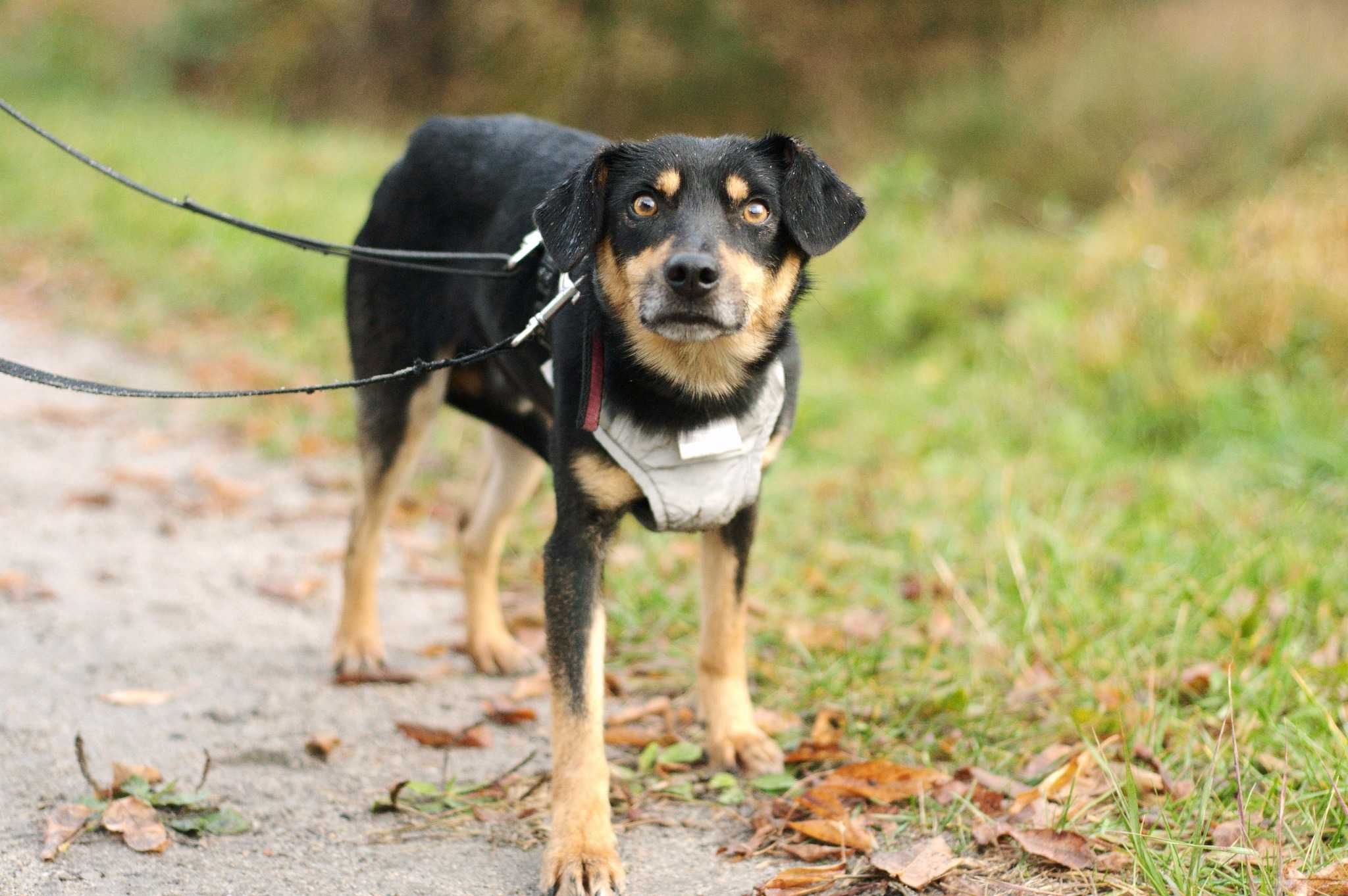 Bolko – boję się ale jestem dzielny