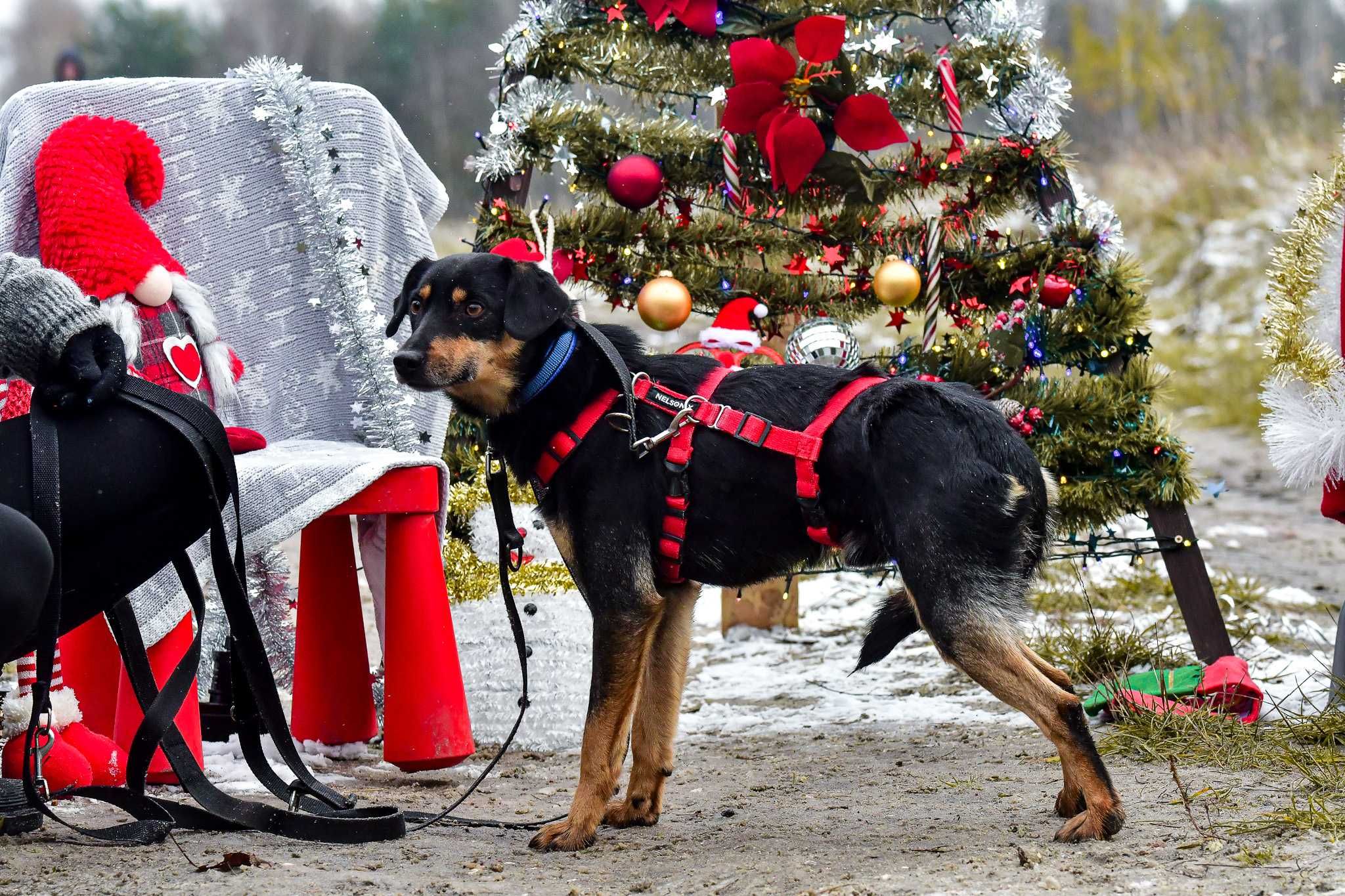 Bolko – boję się ale jestem dzielny