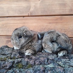 Królik baranek karzełek szary rumiankowy mini lop