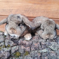 Królik baranek karzełek szary rumiankowy mini lop