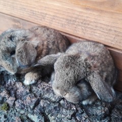 Królik baranek karzełek szary rumiankowy mini lop