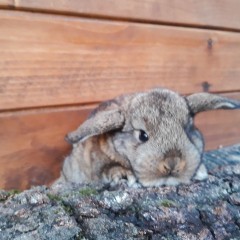 Królik baranek karzełek szary rumiankowy mini lop