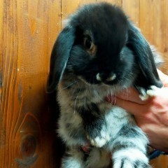 Królik baranek mini lop