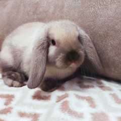 Królik baranek syjamski mini lop