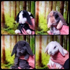 Królik baranek mini lop wolne