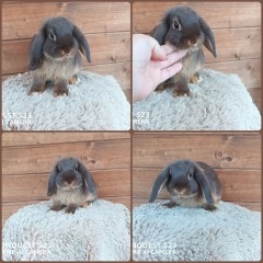 Królik baranek  mini lop