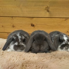 Baranek mini lop