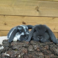 Baranek mini lop