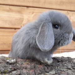 Królik karzełek baran niebieski mini lop