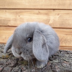 Królik karzełek baran niebieski mini lop