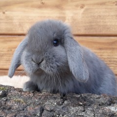 Królik karzełek baran niebieski mini lop