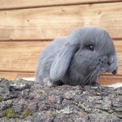 Królik karzełek baran niebieski mini lop