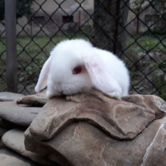 Królik karzełek baranek mini lop biały albinos