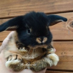 Królik mini lop baranek ognik