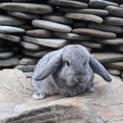 Królik karzełek baranek szynszyla młody mini lop