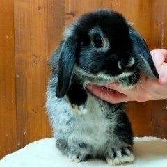 Królik baranek mini lop podbielany