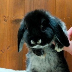 Królik baranek mini lop podbielany