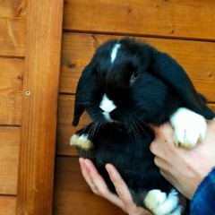 Królik baranek mini lop podbielany