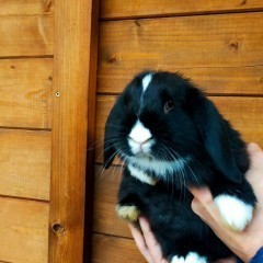 Królik baranek mini lop podbielany