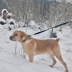 Roczny, uroczy Golden Retrieverem szuka domku