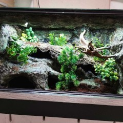 Terrarium tropikalne dla gekon 60x40x40