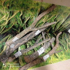 Gałęzie korkowe do terrarium różne kształty i rozmiary