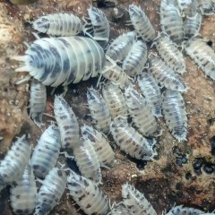 isopody porcellio laevis Dairy cow-Ekipa sprzątająca