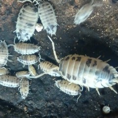 isopody porcellio laevis Dairy cow-Ekipa sprzątająca