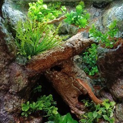 Terrarium tropikalne dla gekon gekona - 40x40x60