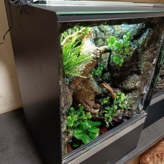 Terrarium tropikalne dla gekon gekona - 40x40x60