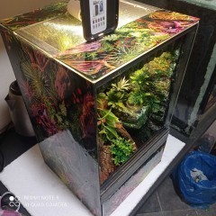 Terrarium 30x30x50 - dla gekona z wyposażeniem