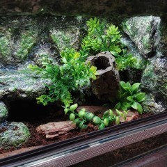 Terrarium tropikalne z wyposażeniem 50x30x30