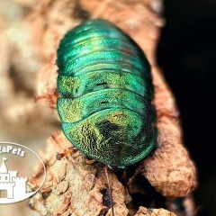 Najpiękniejsze karaczany Pseudoglomeris magnifica Prosionki Ślimaki