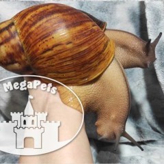 Archachatina marginata ovum XXL Ślimak olbrzymi Lissachatina Achatina