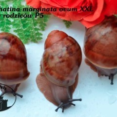 Archachatina marginata ovum XXL Ślimak olbrzymi Lissachatina Achatina