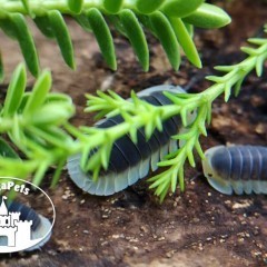 Cubaris sp Lemon Blue Kulanki Prosionki Isopody Stonoga Mrówki Wije