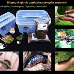 Cubaris sp Lemon Blue Kulanki Prosionki Isopody Stonoga Mrówki Wije