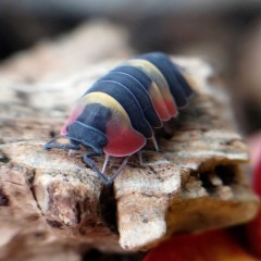 Merulanella sp. Tricolor Stonoga Kulanki Prosionki Skoczogonki Mrówki