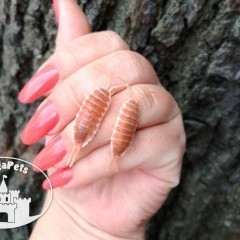 Porcellio hoffmannseggi Orange Prosionki Kulanki Skoczogonki Ślimaki