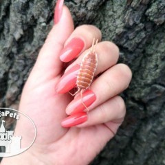 Porcellio hoffmannseggi Orange Prosionki Kulanki Skoczogonki Ślimaki