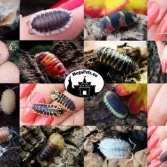 Porcellio hoffmannseggi Orange Prosionki Kulanki Skoczogonki Ślimaki