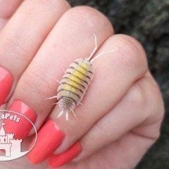 Porcellio bolivari Yellow Ghost Izopody Prosionki Wije Ślimaki Mrówki