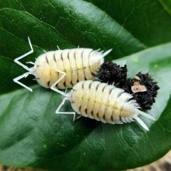 Porcellio bolivari Yellow Ghost Izopody Prosionki Wije Ślimaki Mrówki