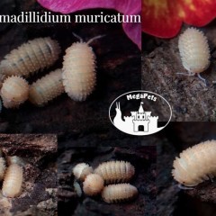 Cristarmadillidium muricatum Kulanki Stonogi Izopody Prosionki Ślimaki