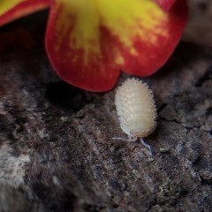 Cristarmadillidium muricatum Kulanki Stonogi Izopody Prosionki Ślimaki