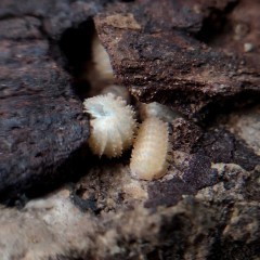 Cristarmadillidium muricatum Kulanki Stonogi Izopody Prosionki Ślimaki